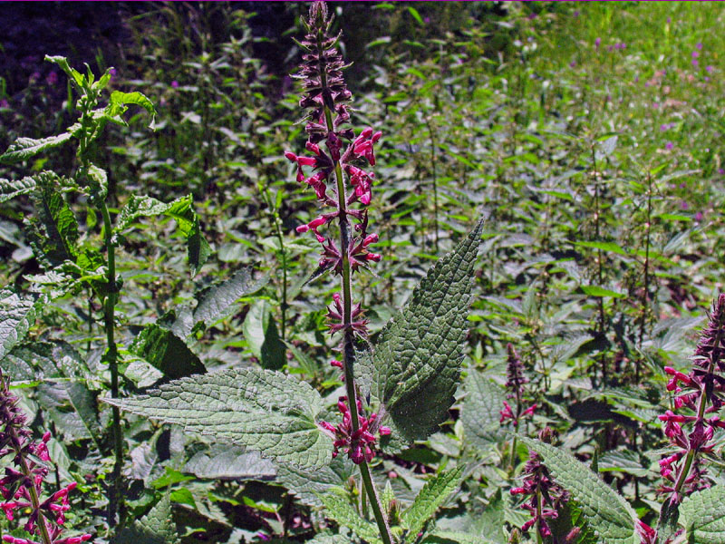 Stachys sylvatica L. /  Stregona dei boschi.